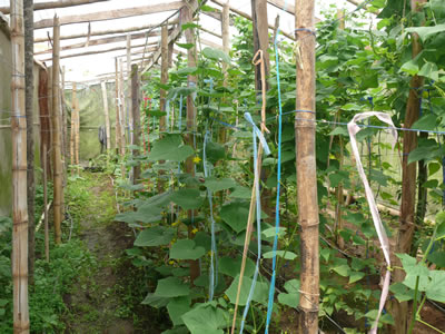 028 Plantación hortícola de una beneficiaria del proyecto de soberanía alimentaria 